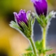 Violette Küchenschellen-Blüten in Nahaufnahme