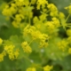 Gelbgrüne Blüten des Frauenmantels