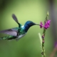Kolibri schwebt an einer rosa Blüte